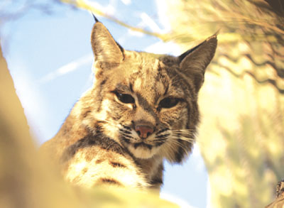 bobcat